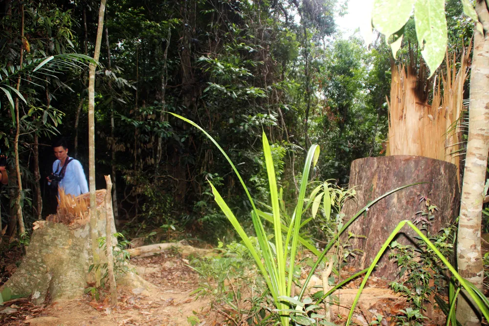 Cận cảnh “xẻ thịt” rừng phòng hộ Vĩnh Thạnh  ảnh 22