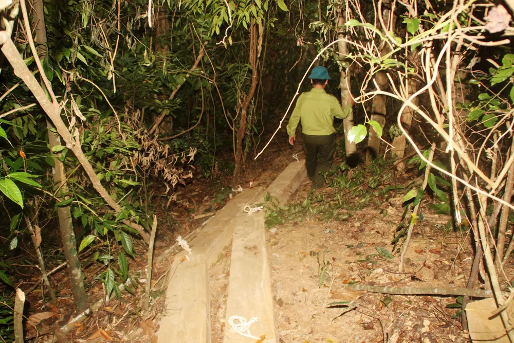 Cận cảnh “xẻ thịt” rừng phòng hộ Vĩnh Thạnh  ảnh 21