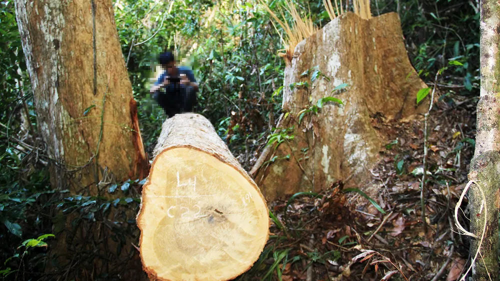 Công an vào cuộc điều tra vụ “xẻ thịt” rừng dổi cổ thụ tại Bình Định ảnh 3