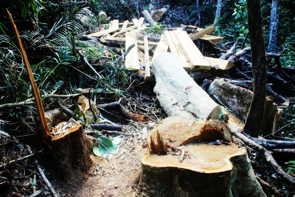 Công an vào cuộc điều tra vụ “xẻ thịt” rừng dổi cổ thụ tại Bình Định ảnh 2