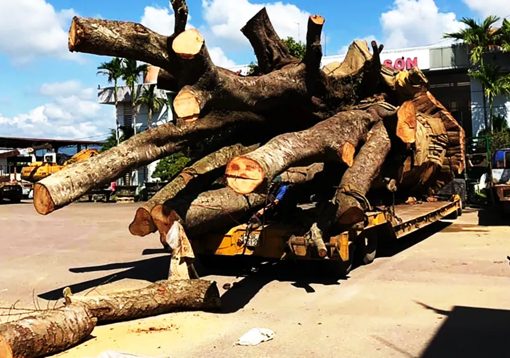 Cắt gọn cây đa “siêu khủng”  ảnh 1