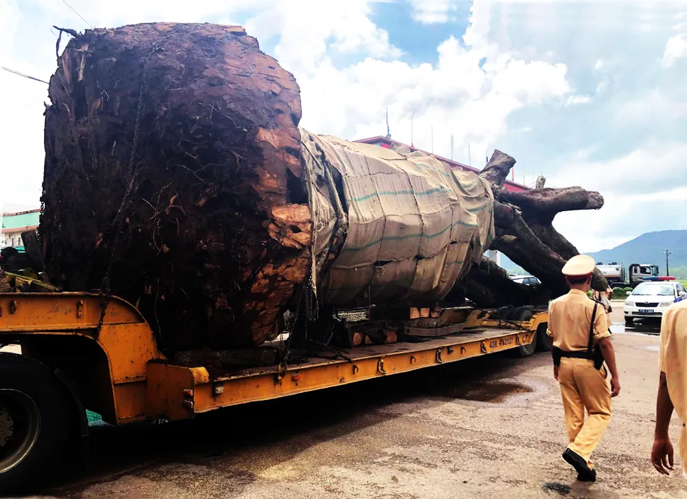 Cắt gọn cây đa “siêu khủng”  ảnh 3