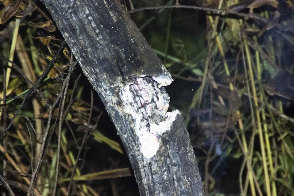 Núi giữa thành phố Quy Nhơn bùng lửa, uy hiếp hàng trăm hộ dân ảnh 12