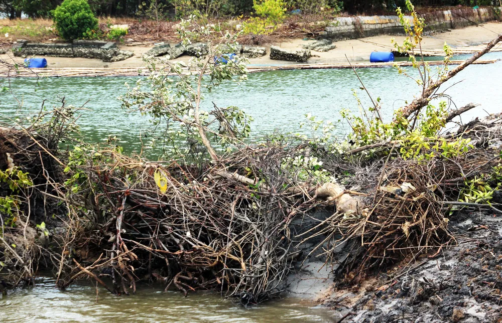 Rừng ngập mặn ven đầm Thị Nại đang bị băm nát ảnh 4