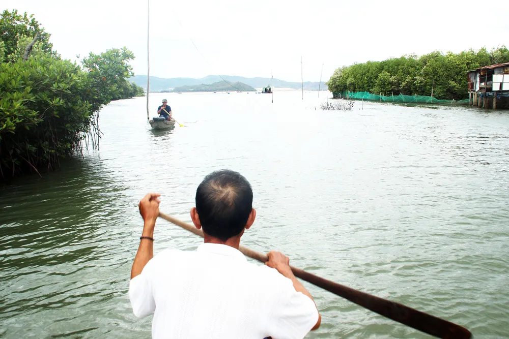 Rừng ngập mặn ven đầm Thị Nại đang bị băm nát ảnh 15