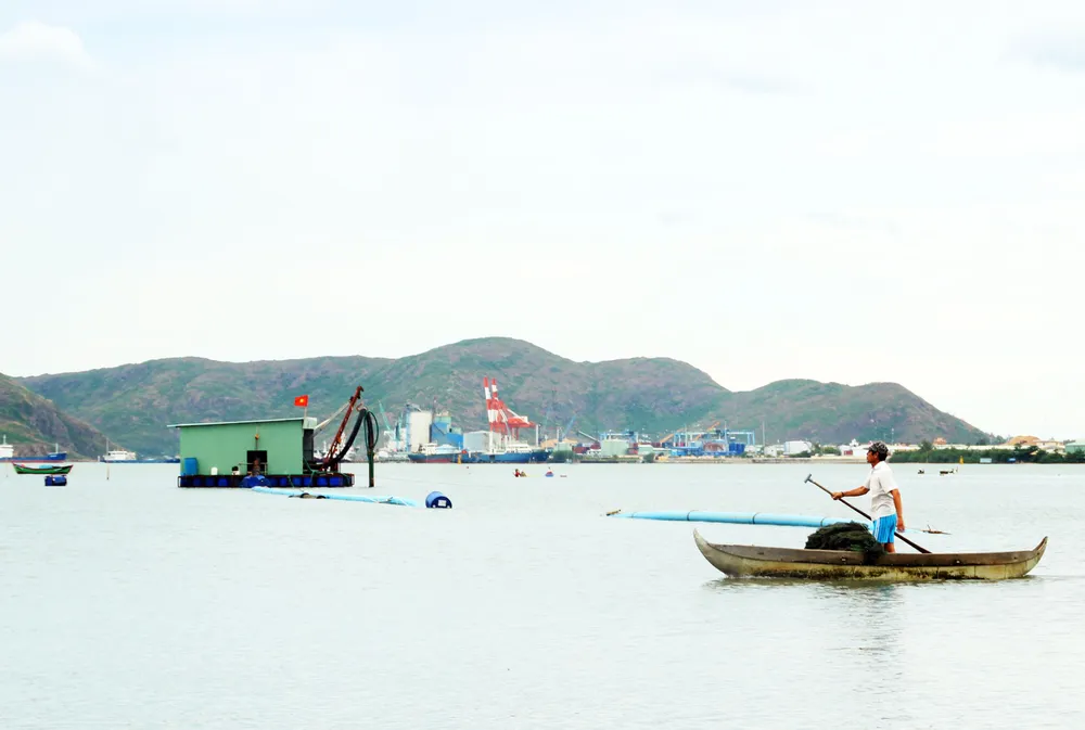 Rừng ngập mặn ven đầm Thị Nại đang bị băm nát ảnh 5