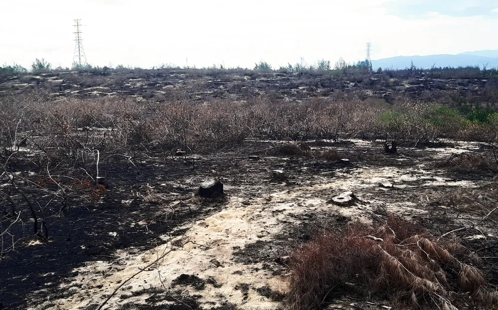 Phá trắng, đốt sạch trên 140ha rừng ở Bình Định  ảnh 12
