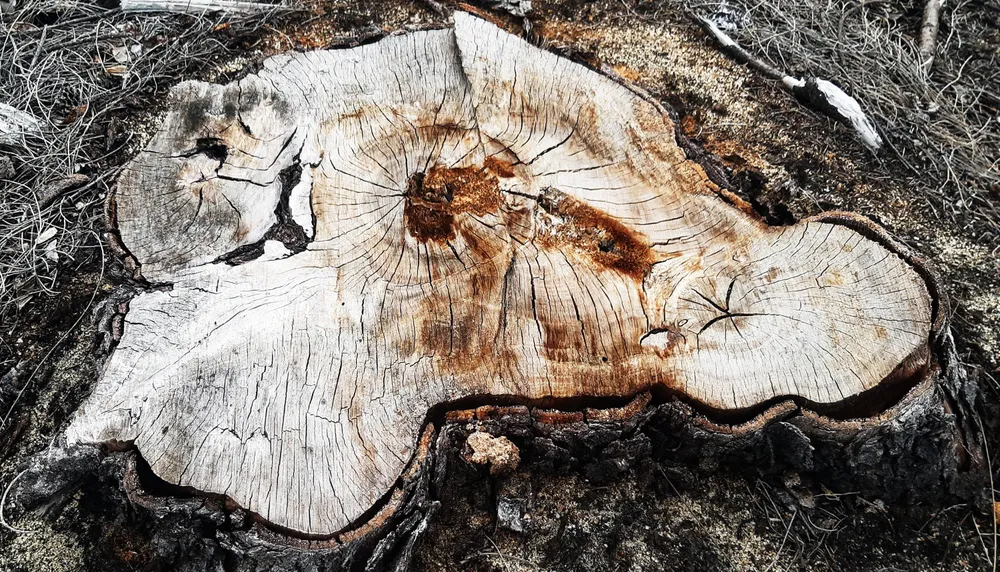 Phá trắng, đốt sạch trên 140ha rừng ở Bình Định  ảnh 8