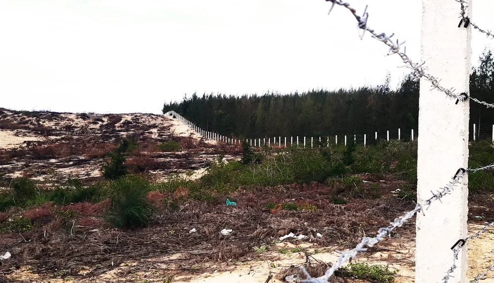 Phá trắng, đốt sạch trên 140ha rừng ở Bình Định  ảnh 3