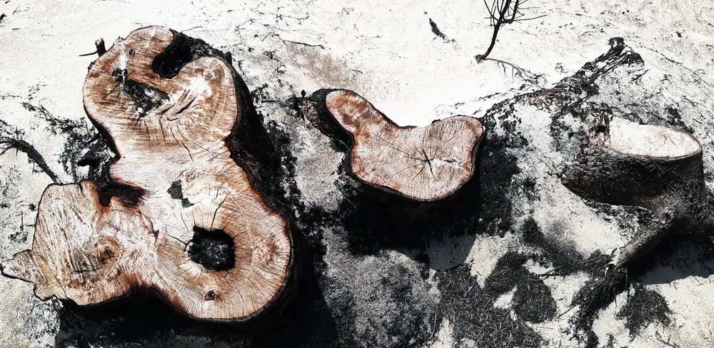 Phá trắng, đốt sạch trên 140ha rừng ở Bình Định  ảnh 5