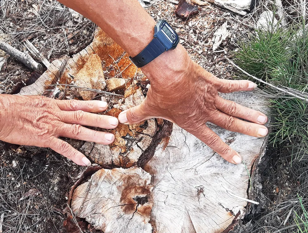 Phá trắng, đốt sạch trên 140ha rừng ở Bình Định  ảnh 10