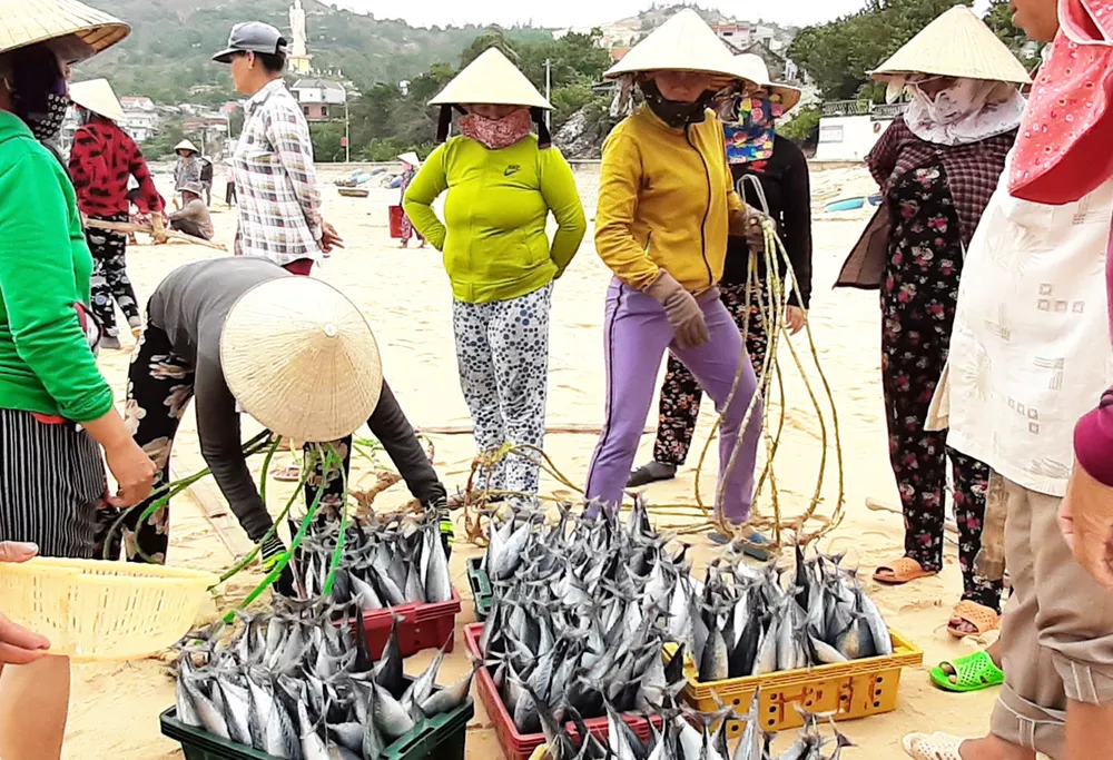 Biển gần bờ xuất hiện nhiều đàn cá, ngư dân Bình Định trúng lớn ảnh 6