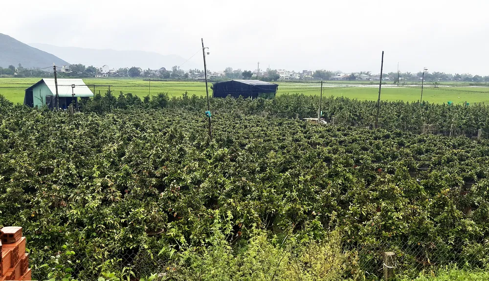 Vựa mai lớn nhất miền Trung đưa mai đi tránh lũ ảnh 13