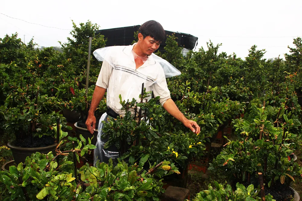 Vựa mai lớn nhất miền Trung đưa mai đi tránh lũ ảnh 10