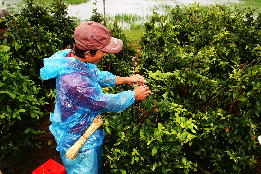 Vựa mai lớn nhất miền Trung đưa mai đi tránh lũ ảnh 9