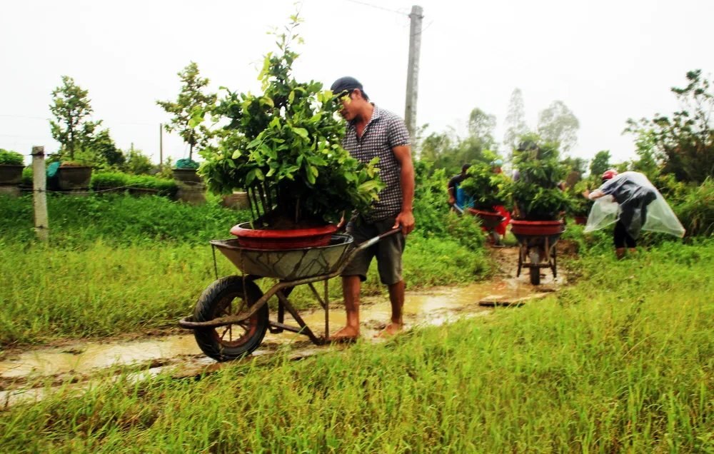 Vựa mai lớn nhất miền Trung đưa mai đi tránh lũ ảnh 4