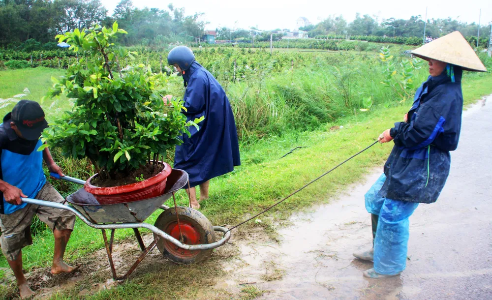 Vựa mai lớn nhất miền Trung đưa mai đi tránh lũ ảnh 6