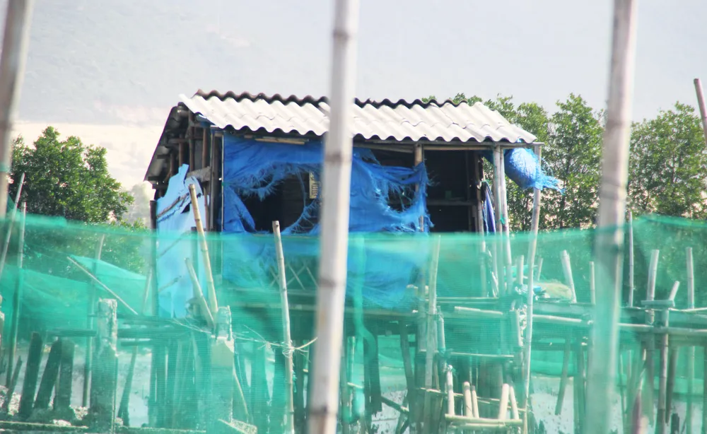 Người nuôi cá, cua đầm Thị Nại lo “mất tết” ảnh 7