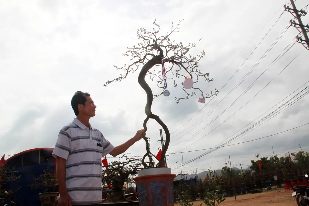Hàng trăm "đại lão mai" tranh tài ở đất võ ảnh 4