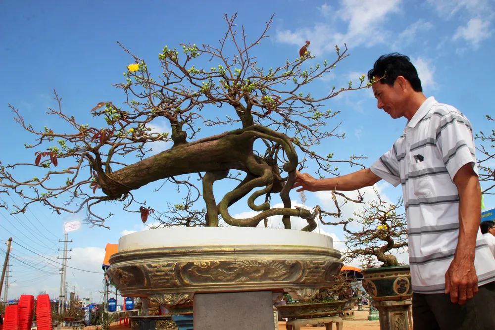 Hàng trăm "đại lão mai" tranh tài ở đất võ ảnh 8