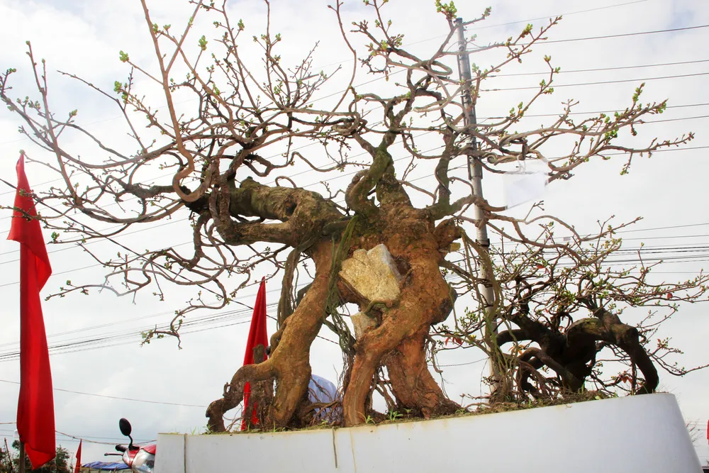 Hàng trăm "đại lão mai" tranh tài ở đất võ ảnh 6