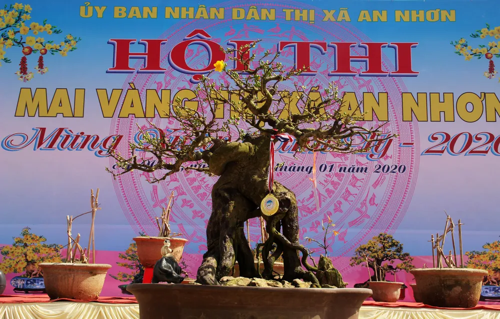 Hàng trăm "đại lão mai" tranh tài ở đất võ ảnh 14