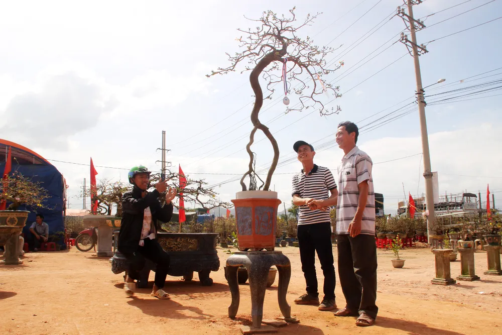 Hàng trăm "đại lão mai" tranh tài ở đất võ ảnh 10