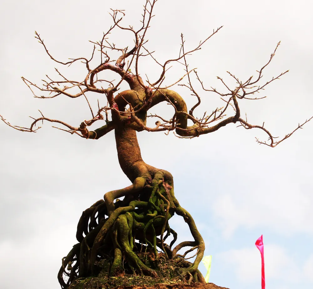 Hàng trăm "đại lão mai" tranh tài ở đất võ ảnh 15