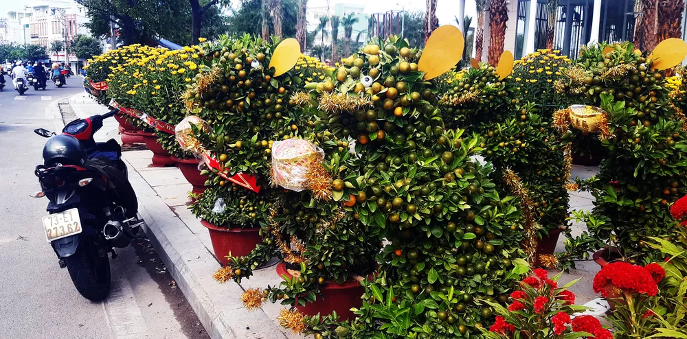 Ngắm bonsai quất tạo hình chuột độc đáo ở Bình Định ảnh 7