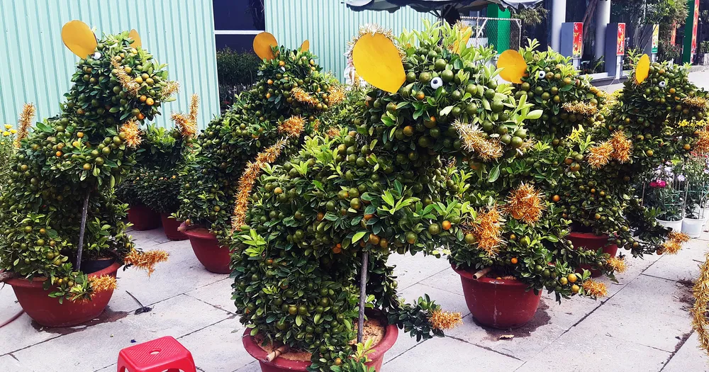 Ngắm bonsai quất tạo hình chuột độc đáo ở Bình Định ảnh 2