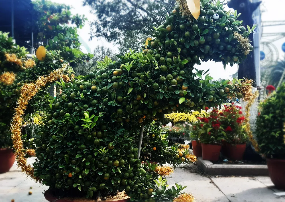 Ngắm bonsai quất tạo hình chuột độc đáo ở Bình Định ảnh 4