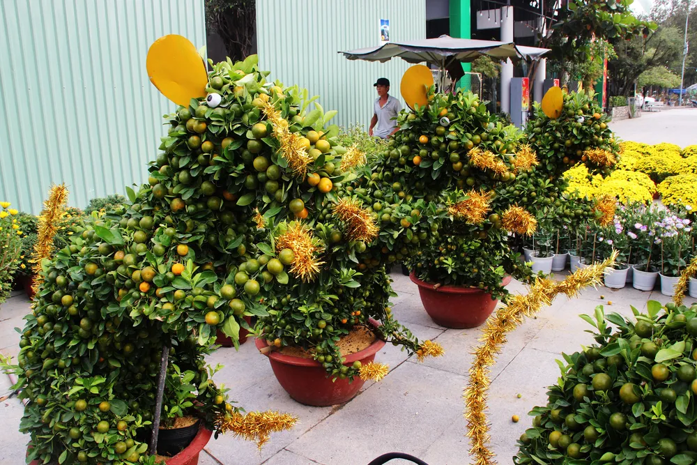 Ngắm bonsai quất tạo hình chuột độc đáo ở Bình Định ảnh 5