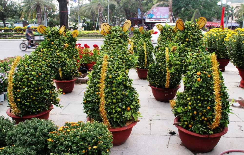 Ngắm bonsai quất tạo hình chuột độc đáo ở Bình Định ảnh 6