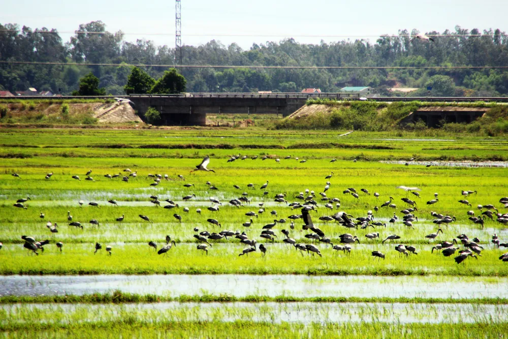 Đàn chim “lạ” cả ngàn con xuất hiện tại cánh đồng Quảng Ngãi ảnh 6