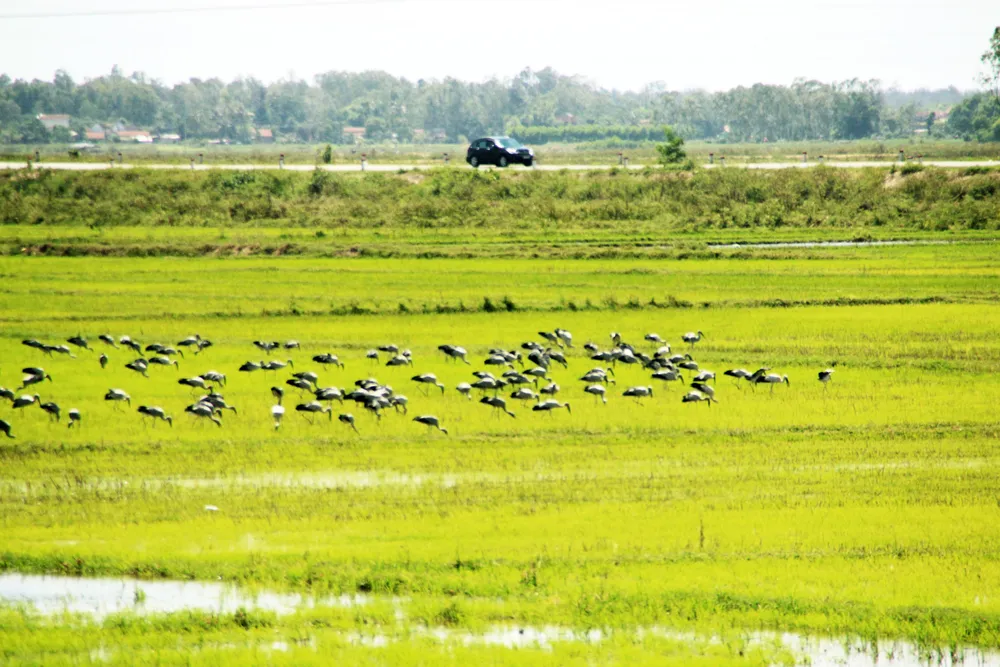 Đàn chim “lạ” cả ngàn con xuất hiện tại cánh đồng Quảng Ngãi ảnh 5