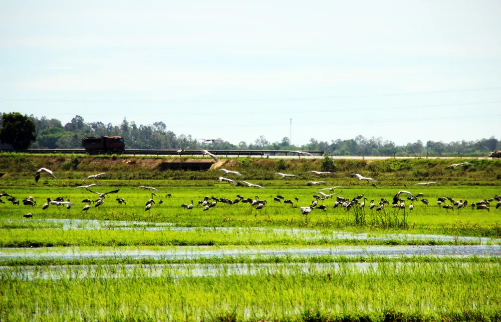 Đàn chim “lạ” cả ngàn con xuất hiện tại cánh đồng Quảng Ngãi ảnh 8