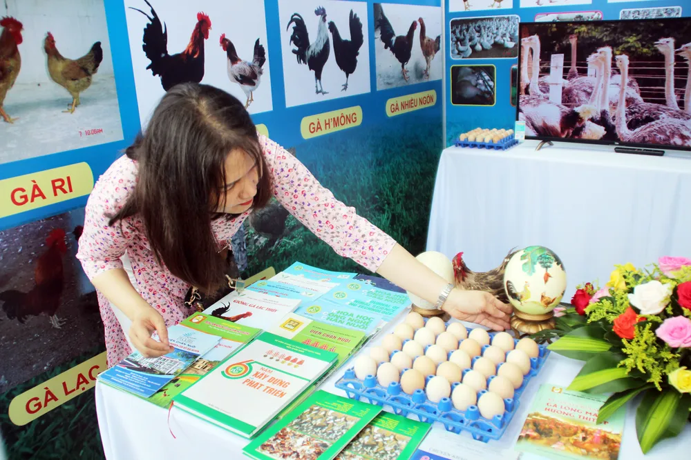 Lễ hội ẩm thực, quảng bá sản phẩm gà tại Bình Định ảnh 6