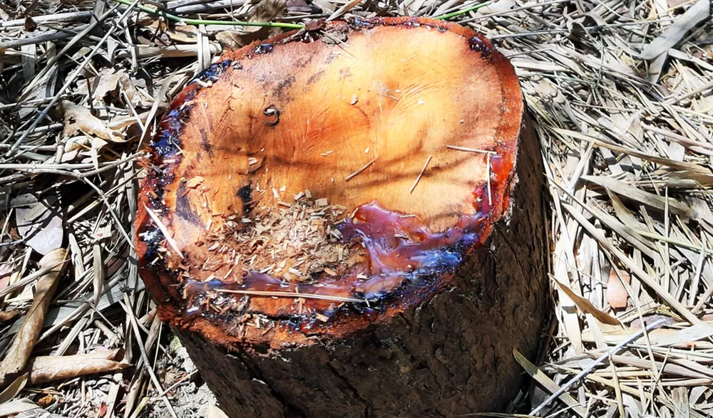 Rừng Thượng Sơn bị tàn phá nghiêm trọng ảnh 12