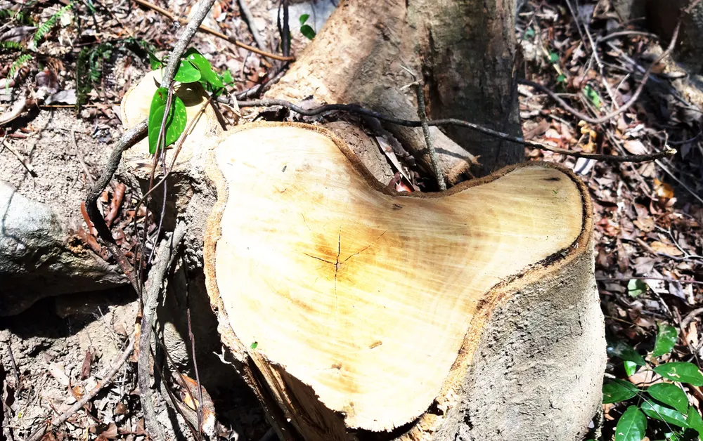 Rừng Thượng Sơn bị tàn phá nghiêm trọng ảnh 7