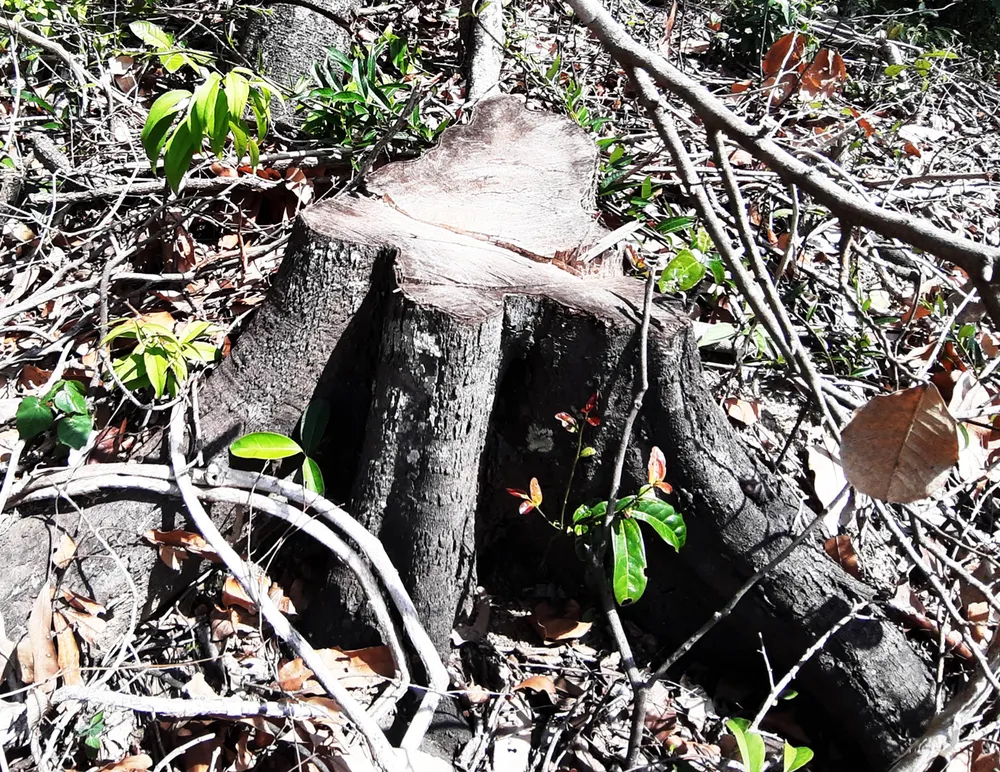 Rừng Thượng Sơn bị tàn phá nghiêm trọng ảnh 8