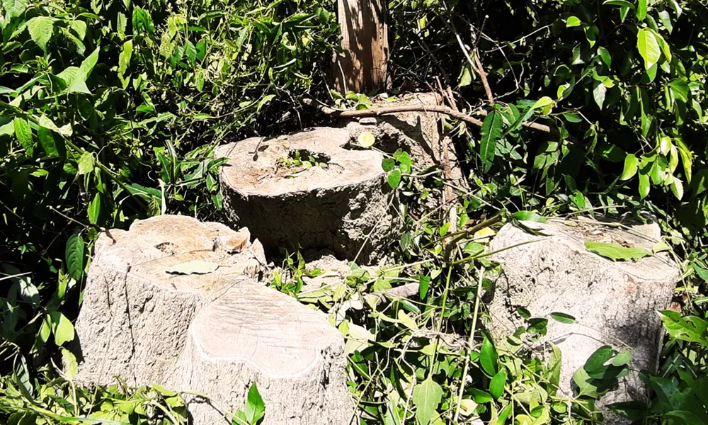 Rừng Thượng Sơn bị tàn phá nghiêm trọng ảnh 9