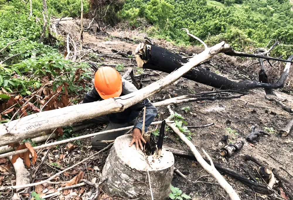 Rừng Thượng Sơn bị tàn phá nghiêm trọng ảnh 11