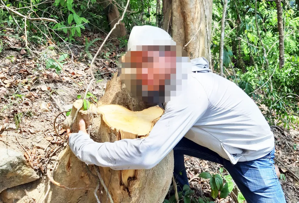 Rừng Thượng Sơn bị tàn phá nghiêm trọng ảnh 2