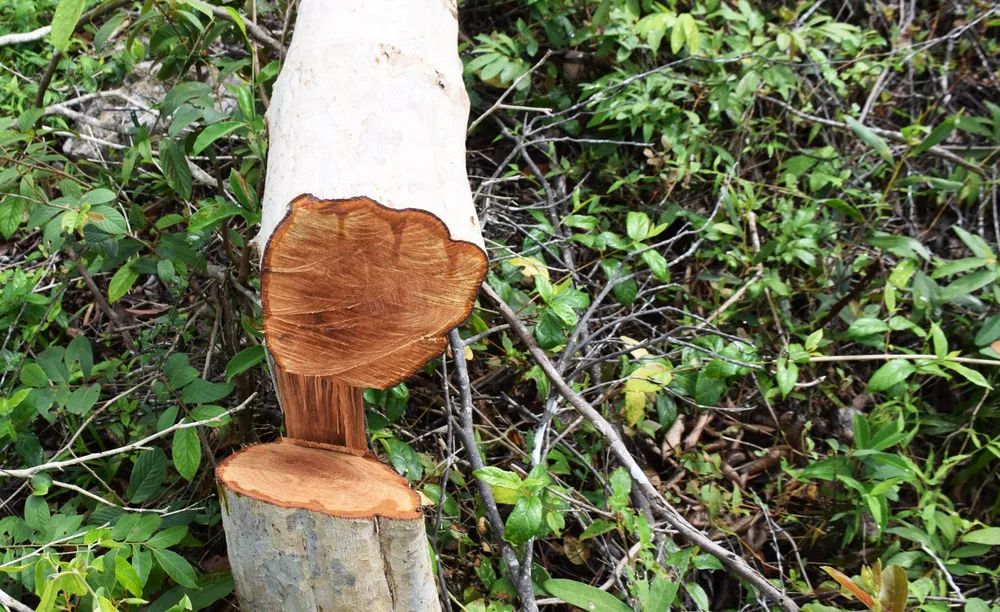 Chủ tịch UBND tỉnh Phú Yên chỉ đạo “nóng” vụ phá rừng phòng hộ sông Trà Bương ảnh 9