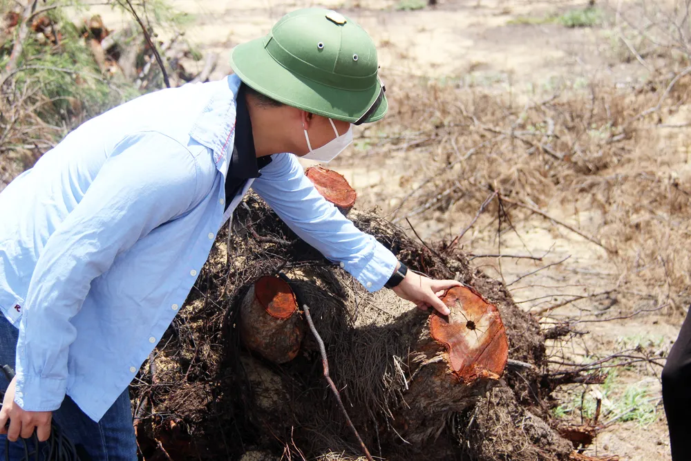 Nhiều héc ta rừng phòng hộ ven biển Bình Định bị san phẳng ảnh 7