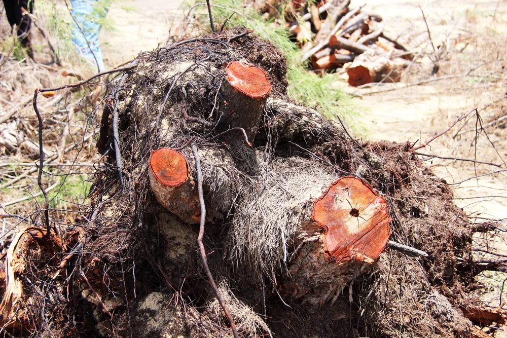 Nhiều héc ta rừng phòng hộ ven biển Bình Định bị san phẳng ảnh 8