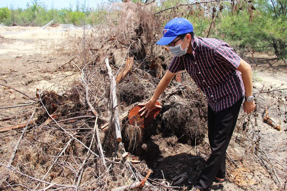 Nhiều héc ta rừng phòng hộ ven biển Bình Định bị san phẳng ảnh 11