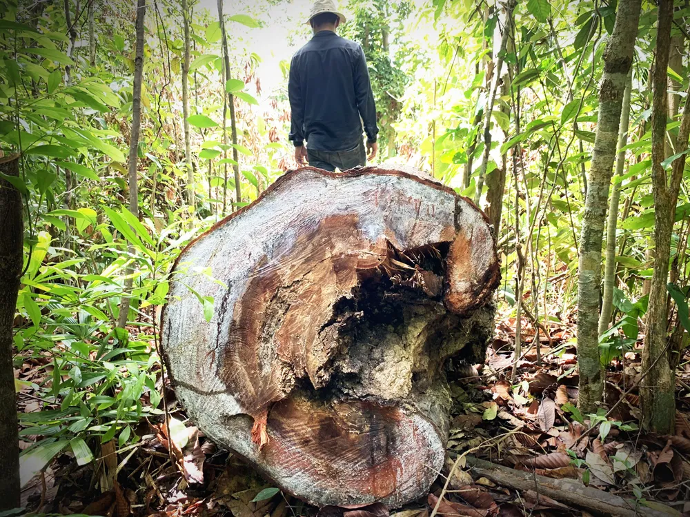 Quảng Ngãi: Nhiều cây gỗ trong rừng phòng hộ bị chặt phá ảnh 3