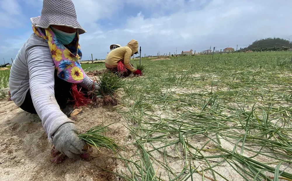 Bão số 5 suy yếu, người dân Quảng Ngãi đối diện với ngập lụt ảnh 12