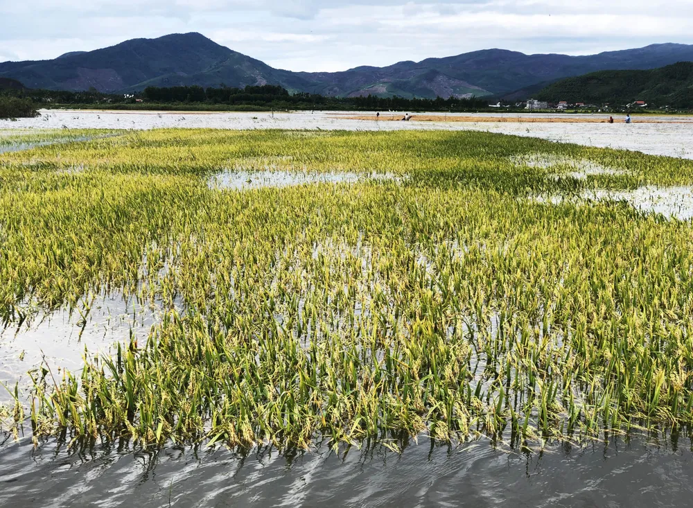 Bão số 5 suy yếu, người dân Quảng Ngãi đối diện với ngập lụt ảnh 4